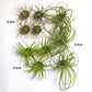 Green Wall Satellite, Wall Play™ Beehive Off-White w/ Air Plants, Set of 10 By Gold Leaf | Wall Art | Modishstore - 5