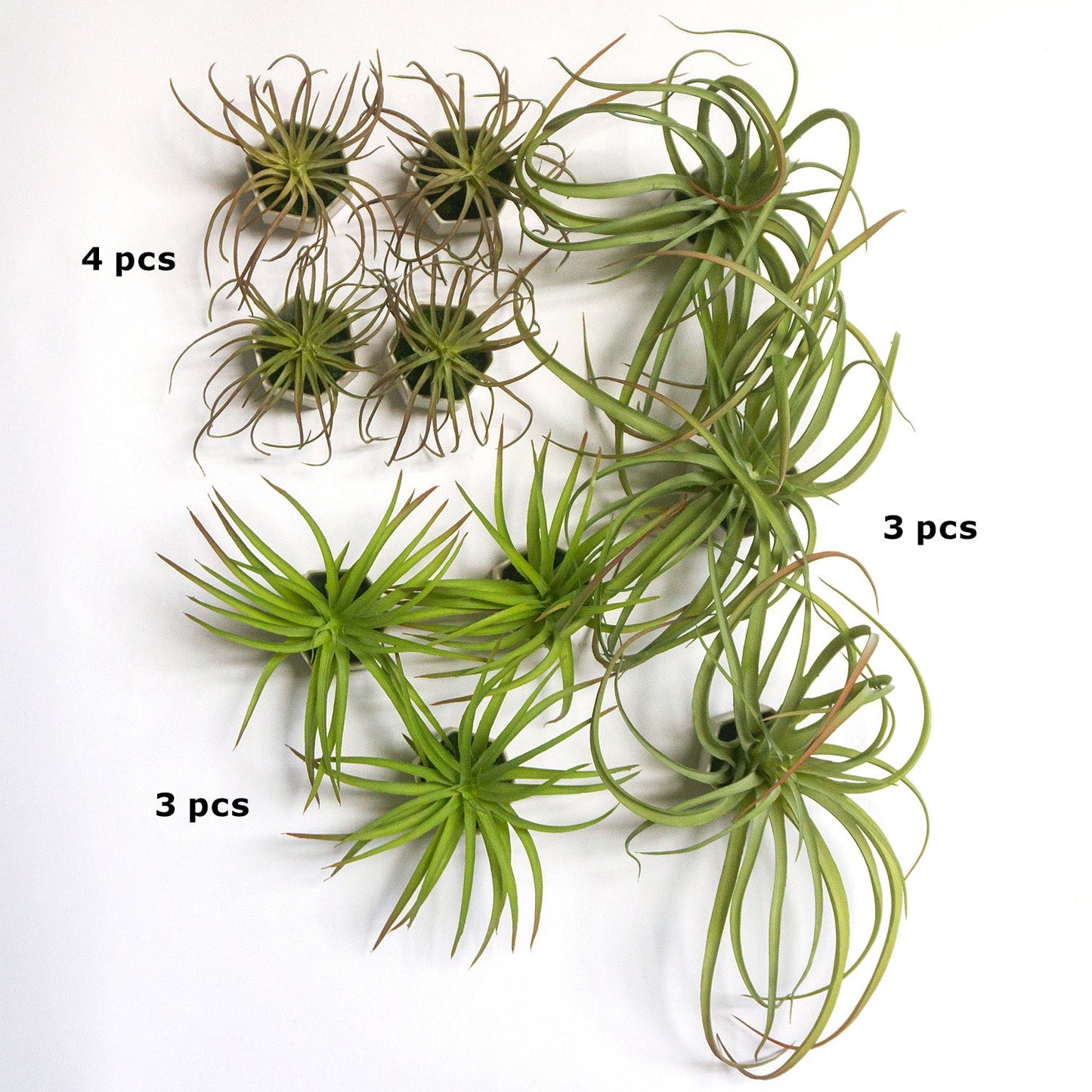 Green Wall Satellite, Wall Play™ Beehive Off-White w/ Air Plants, Set of 10 By Gold Leaf | Wall Art | Modishstore - 5