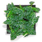 Green Wall, Mini Alocasia 1 By Gold Leaf | Wall Art | Modishstore - 1