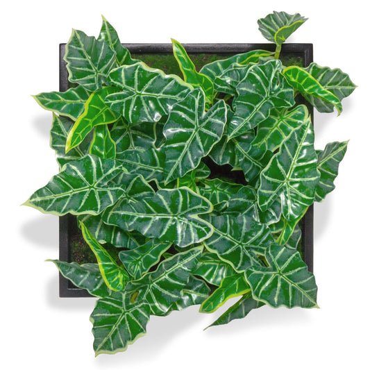 Green Wall, Mini Alocasia 1 By Gold Leaf | Wall Art | Modishstore - 1