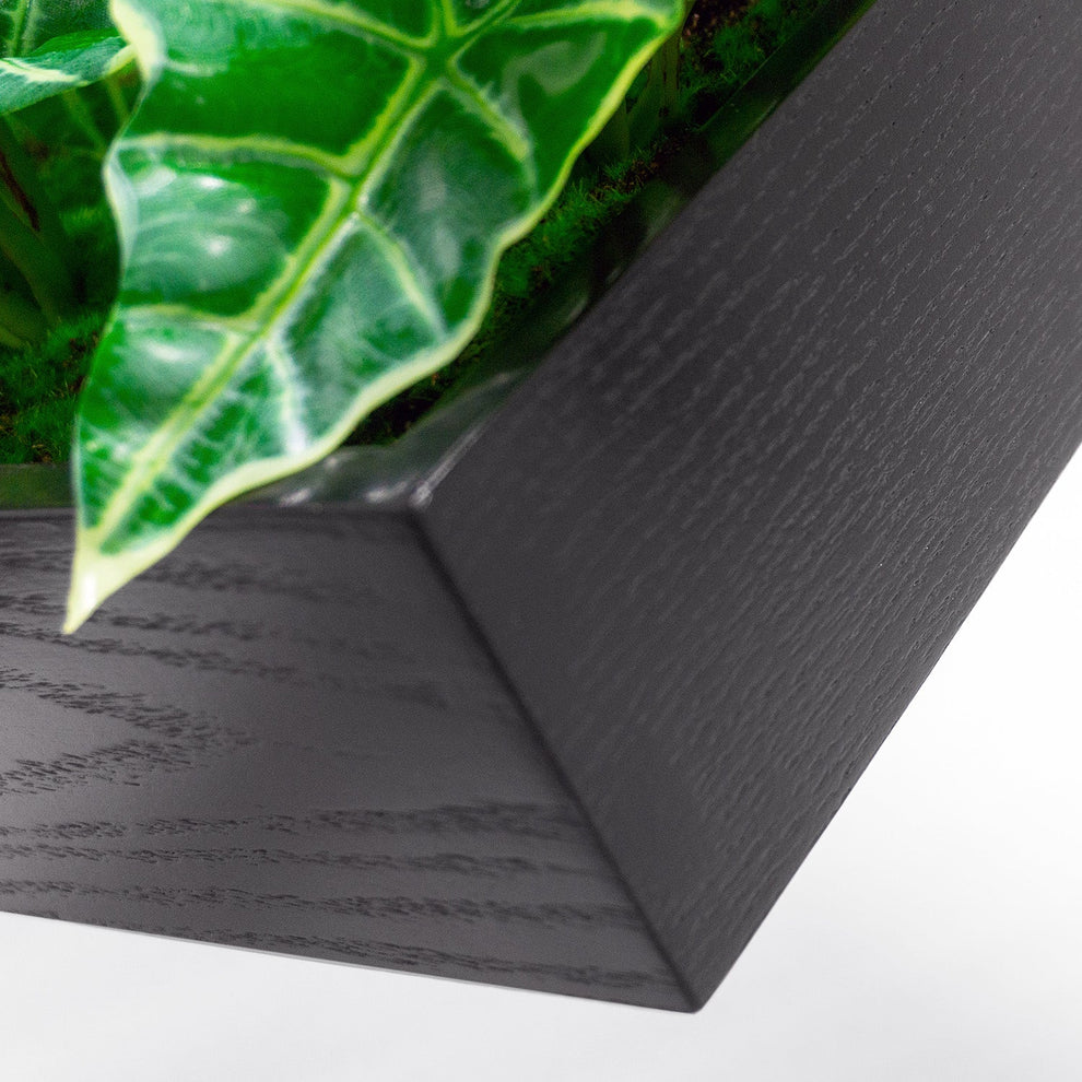 Green Wall, Mini Alocasia 1 By Gold Leaf | Wall Art | Modishstore - 3
