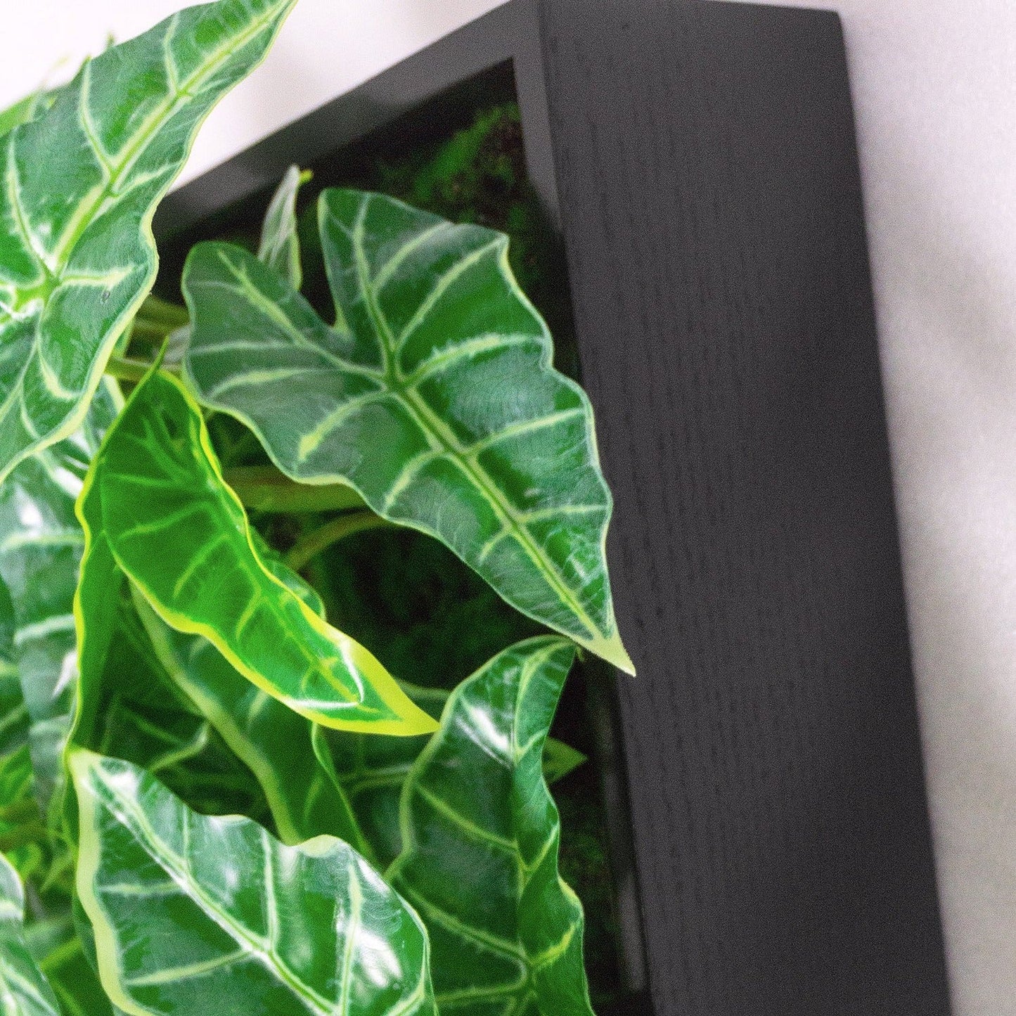 Green Wall, Mini Alocasia 1 By Gold Leaf | Wall Art | Modishstore - 2