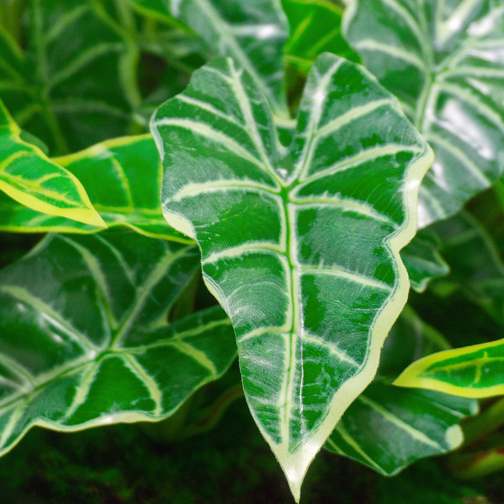 Green Wall, Mini Alocasia 1 By Gold Leaf | Wall Art | Modishstore - 4
