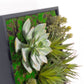 Green Wall, Mini w/ Grapto Mix 1 By Gold Leaf | Wall Art | Modishstore - 2