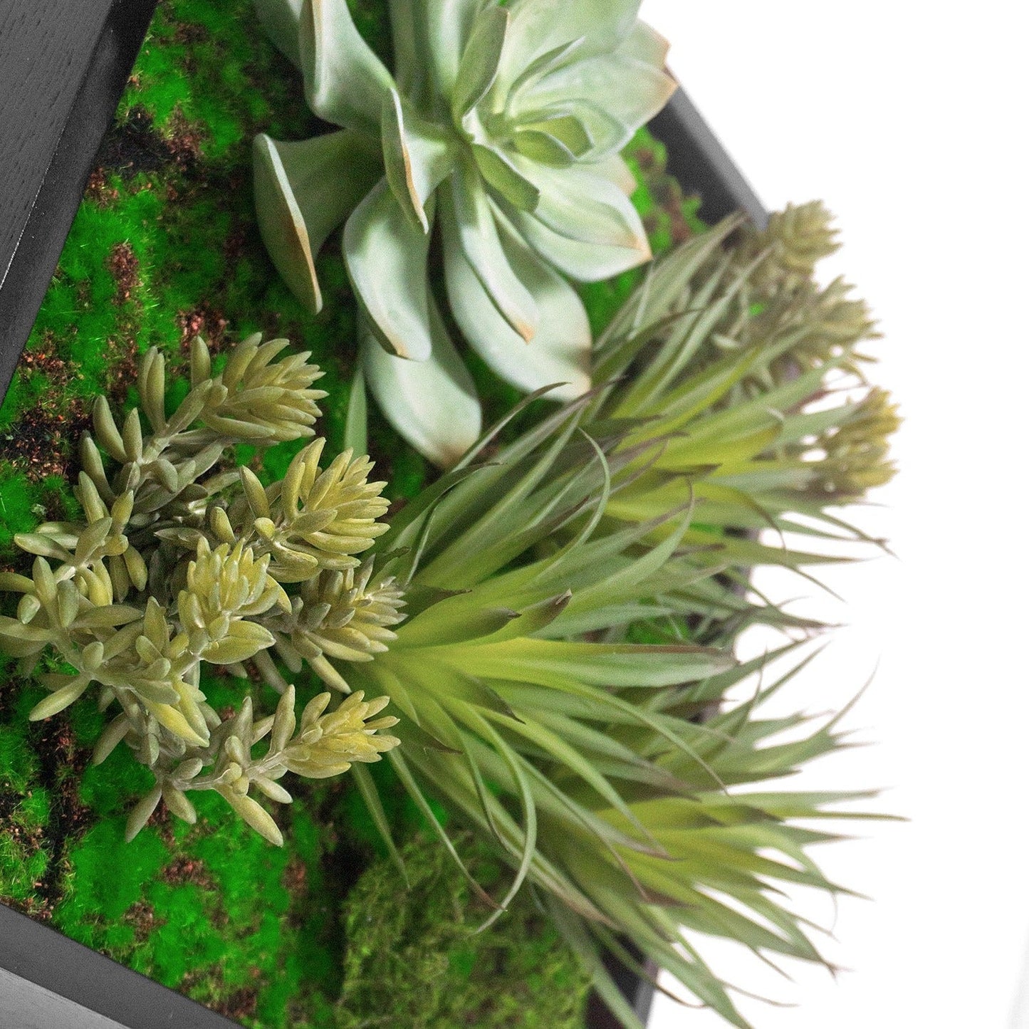 Green Wall, Mini w/ Grapto Mix 1 By Gold Leaf | Wall Art | Modishstore - 3