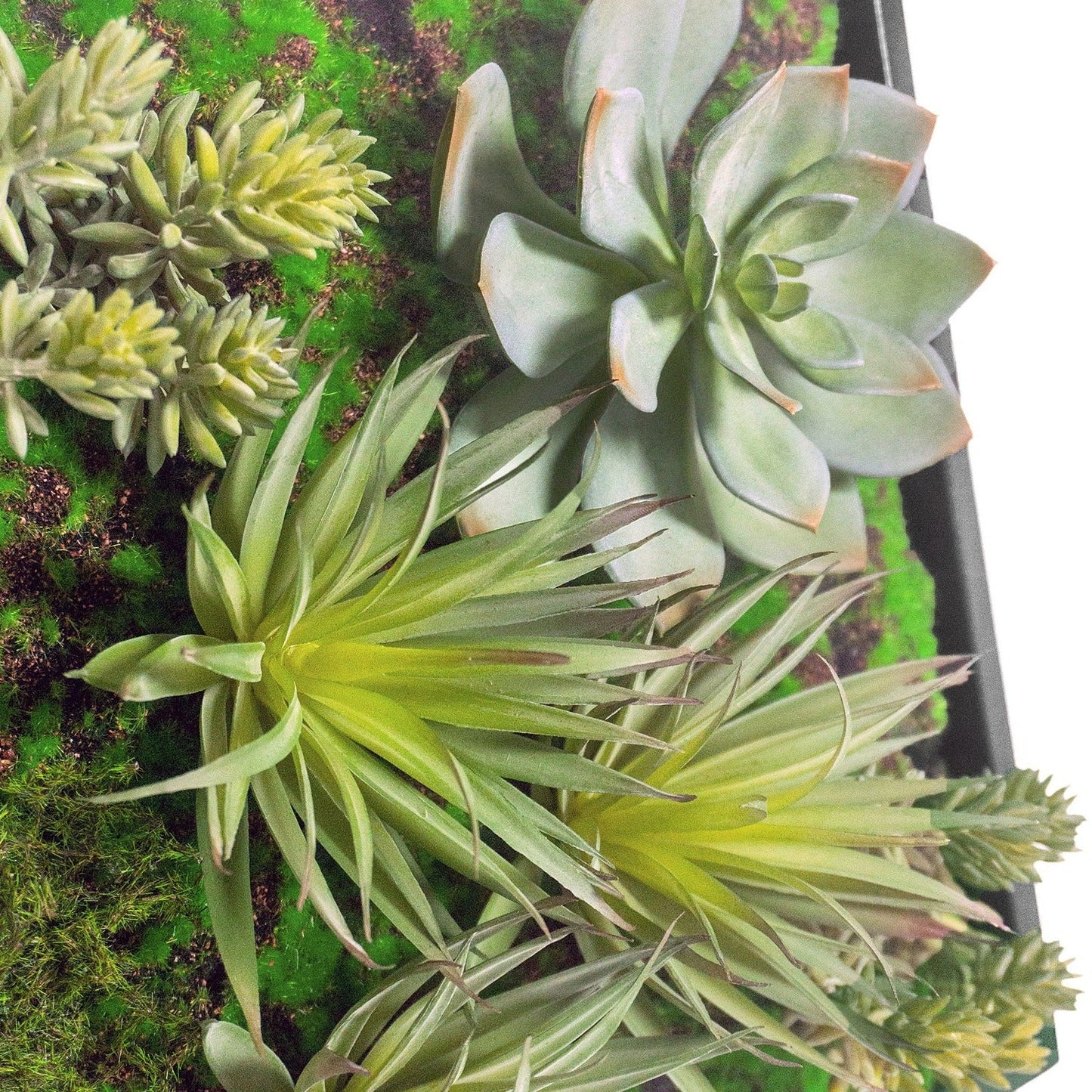 Green Wall, Mini w/ Grapto Mix 1 By Gold Leaf | Wall Art | Modishstore - 5