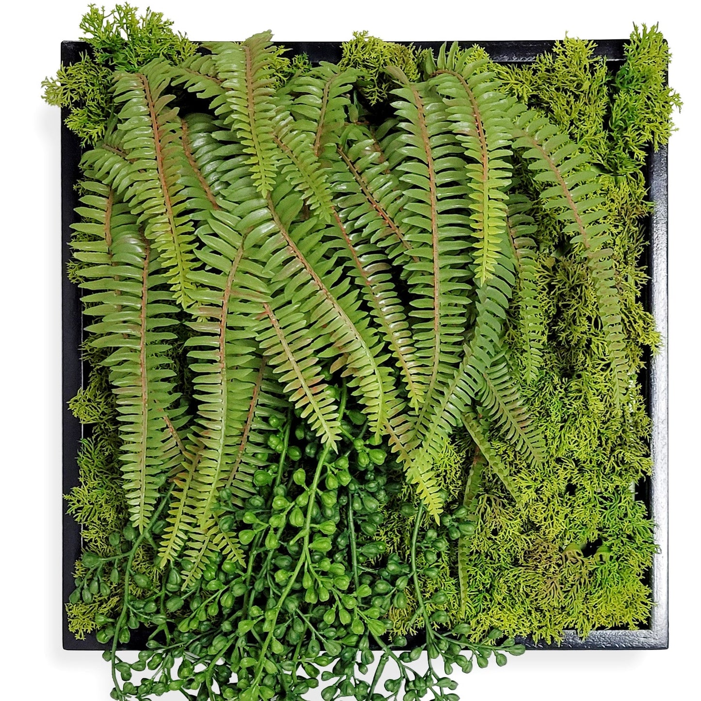 Green Wall, Mini Fern & Sedum Pearls 1 By Gold Leaf | Wall Art | Modishstore - 4