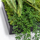 Green Wall, Mini Fern & Sedum Pearls 1 By Gold Leaf | Wall Art | Modishstore - 2