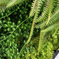 Green Wall, Mini Fern & Sedum Pearls 1 By Gold Leaf | Wall Art | Modishstore - 3