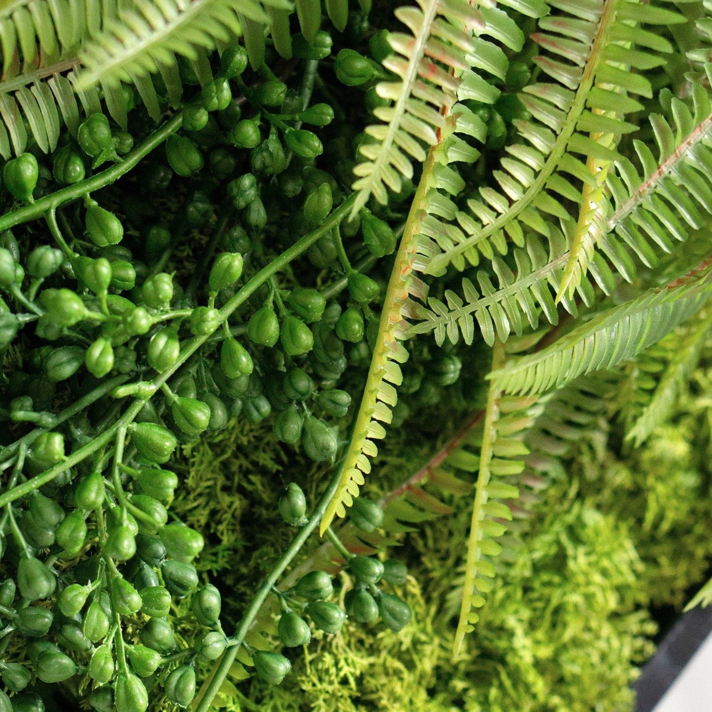 Green Wall, Mini Fern & Sedum Pearls 1 By Gold Leaf | Wall Art | Modishstore - 3