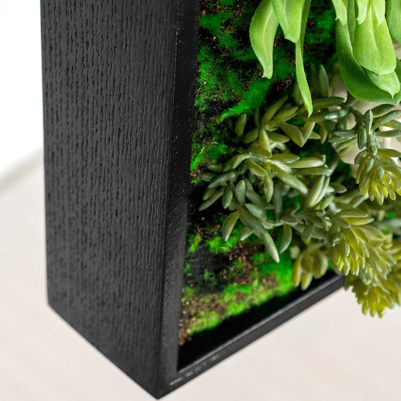 Green Wall, Mini Succulent Mix 3 By Gold Leaf