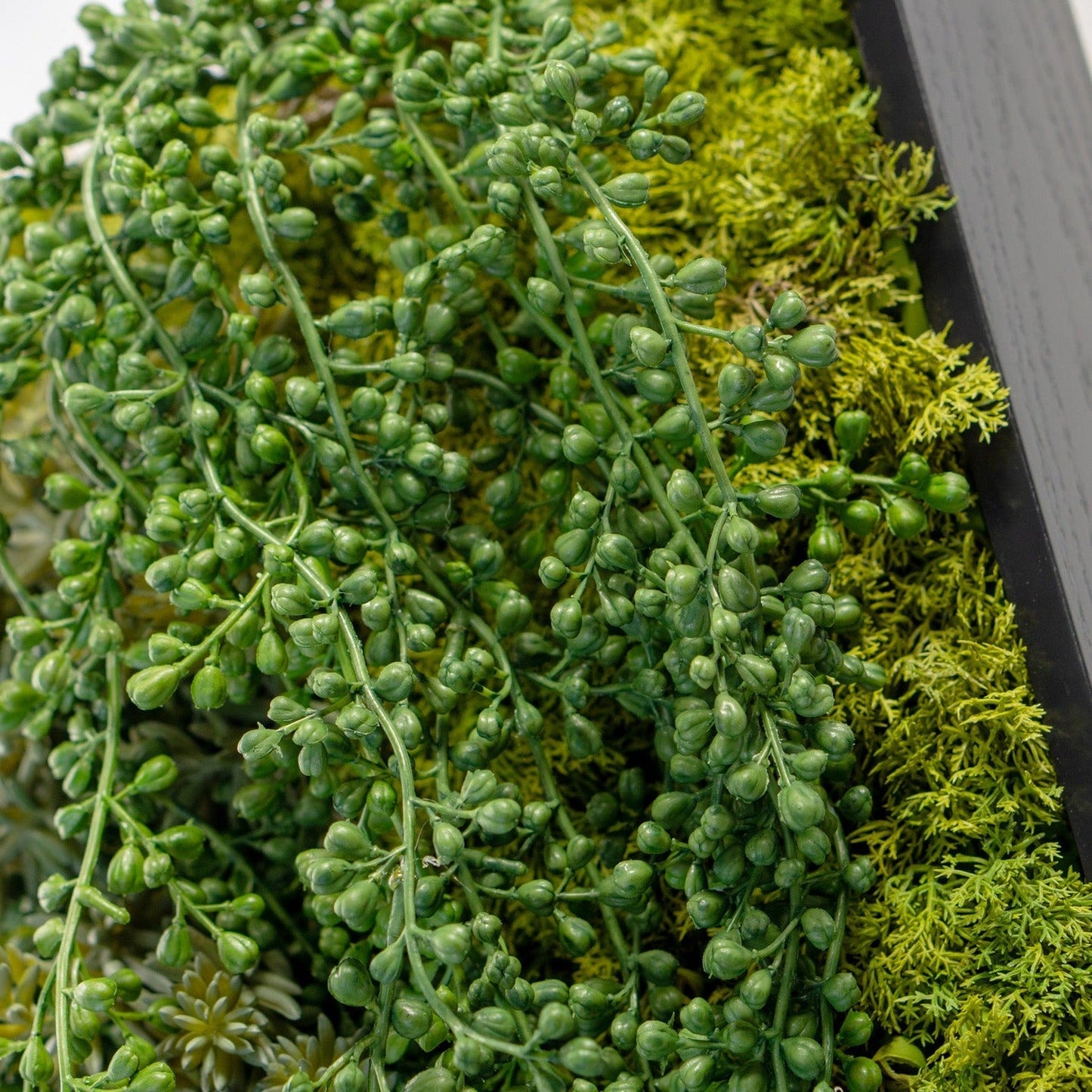 Green Wall, Mini Sedum Album & Pearls By Gold Leaf | Wall Art | Modishstore - 3