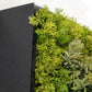 Green Wall, Mini Sedum Album & Pearls By Gold Leaf | Wall Art | Modishstore - 4