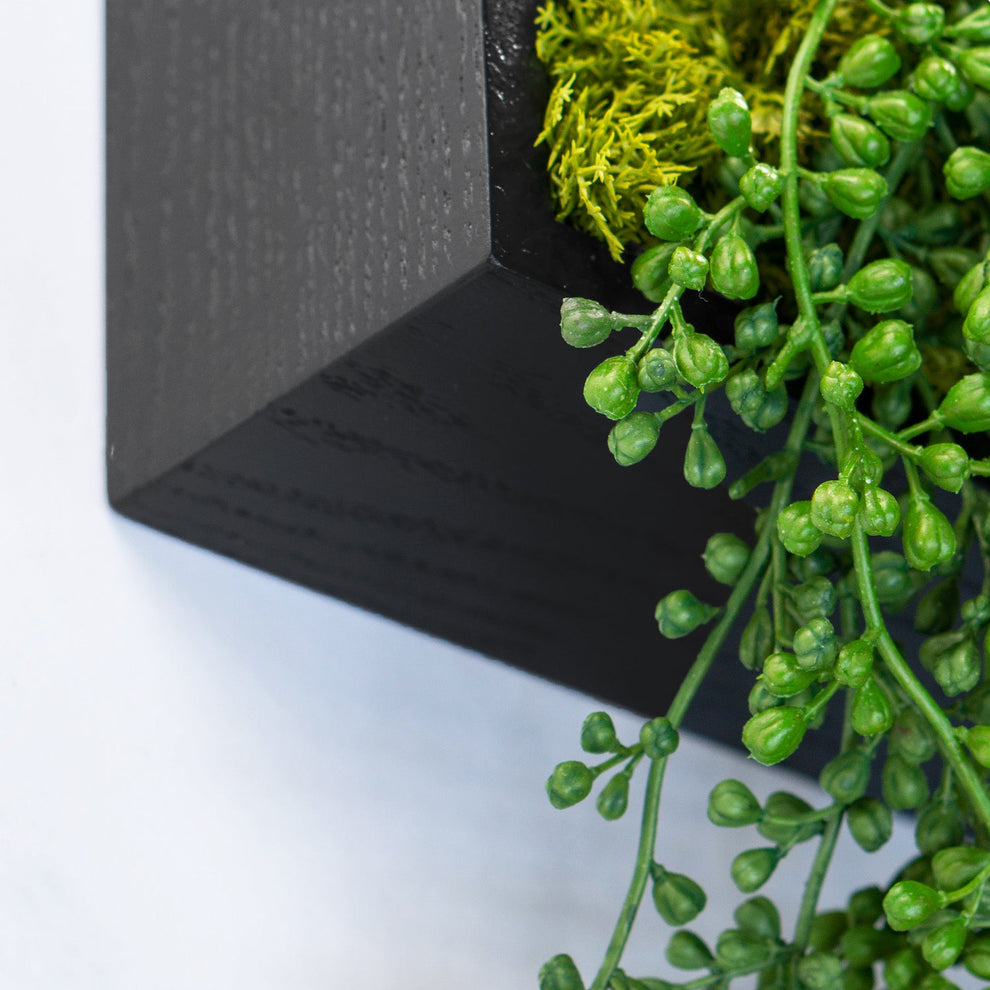 Green Wall, Mini Sedum Album & Pearls By Gold Leaf | Wall Art | Modishstore - 2