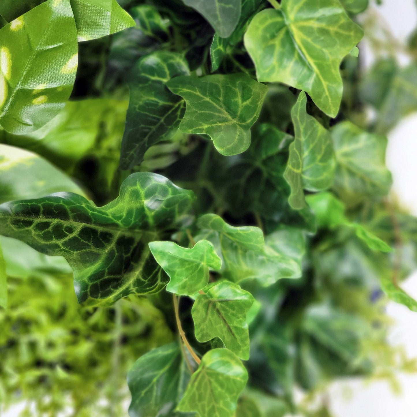 Green Wall, Mini Ivy & Pothos Mix 1 By Gold Leaf | Wall Art | Modishstore - 4