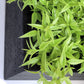Green Wall, Mini Ivy & Pothos Mix 1 By Gold Leaf | Wall Art | Modishstore - 2