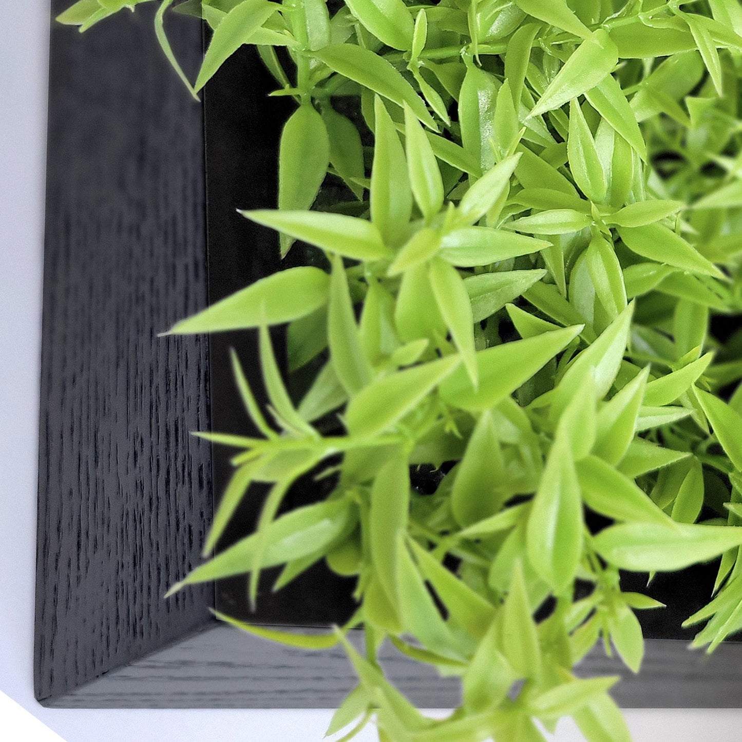 Green Wall, Mini Ivy & Pothos Mix 1 By Gold Leaf | Wall Art | Modishstore - 2