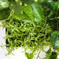 Green Wall, Mini Ivy & Pothos Mix 1 By Gold Leaf | Wall Art | Modishstore - 3