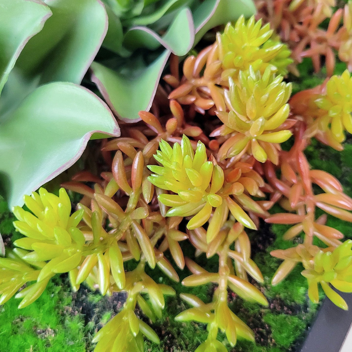 Green Wall, Mini Kalanchoe Mix 1 By Gold Leaf | Wall Art | Modishstore - 4
