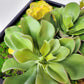 Green Wall, Mini Kalanchoe Mix 1 By Gold Leaf | Wall Art | Modishstore - 7