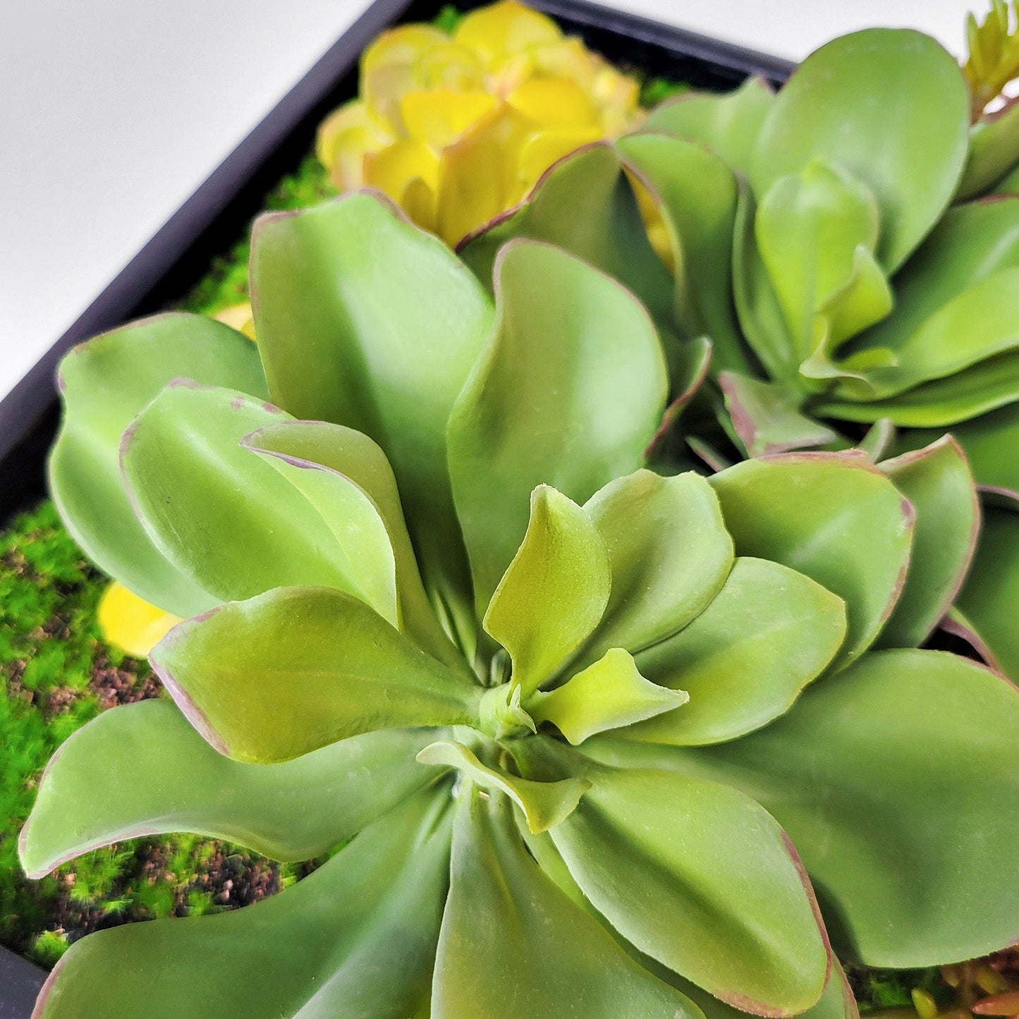Green Wall, Mini Kalanchoe Mix 1 By Gold Leaf | Wall Art | Modishstore - 7