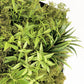Green Wall, Mini Flat Texture Mix 3 By Gold Leaf | Wall Art | Modishstore - 3