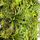 Green Wall, Mini Flat Texture Mix 3 By Gold Leaf | Wall Art | Modishstore - 5