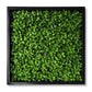 Green Wall, Mini Boxwood 1 By Gold Leaf | Wall Art | Modishstore - 1