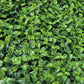 Green Wall, Mini Boxwood 1 By Gold Leaf | Wall Art | Modishstore - 3