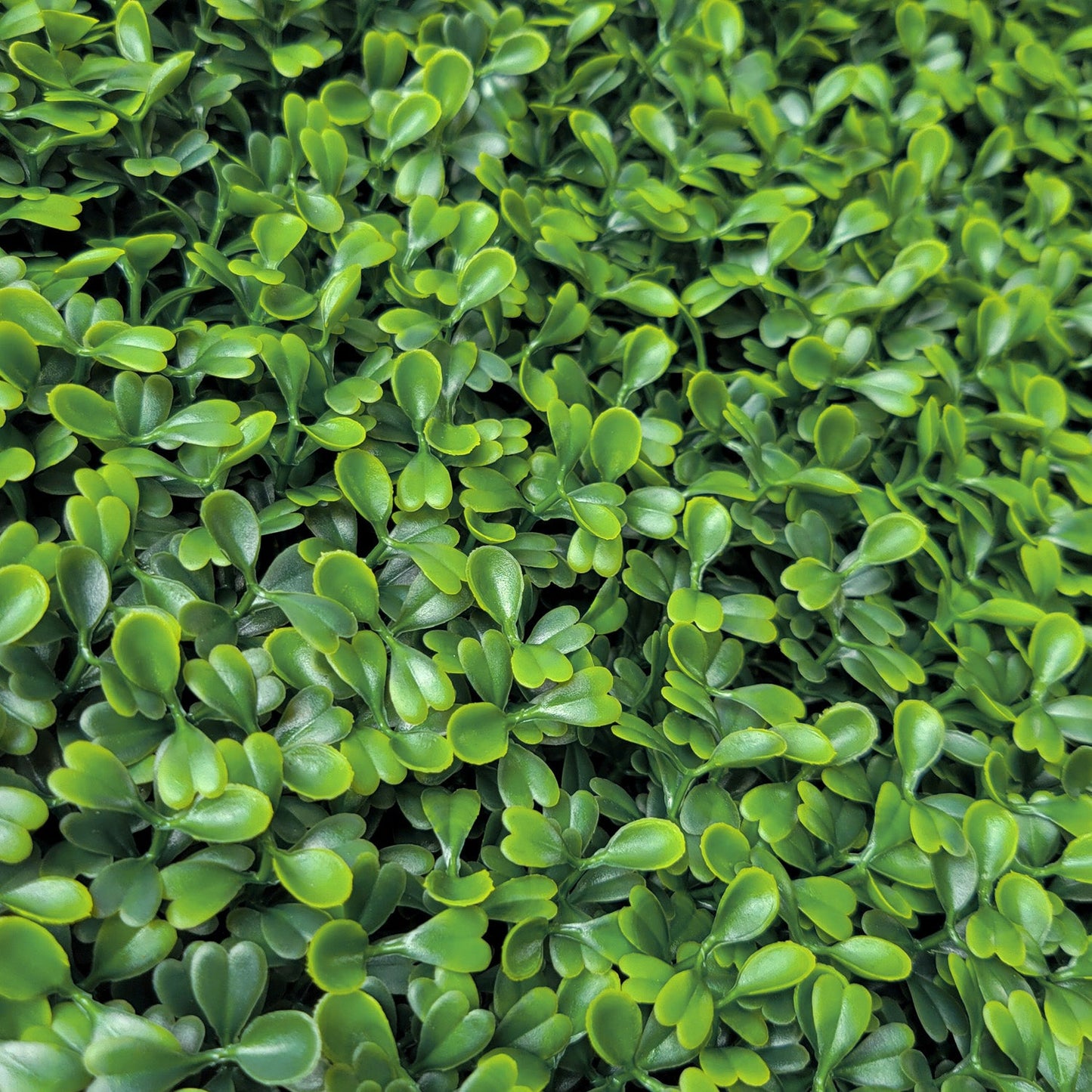 Green Wall, Mini Boxwood 1 By Gold Leaf | Wall Art | Modishstore - 3