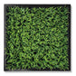 Green Wall, Mini Curly Grass 1 By Gold Leaf | Wall Art | Modishstore - 1