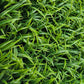 Green Wall, Mini Curly Grass 1 By Gold Leaf | Wall Art | Modishstore - 3