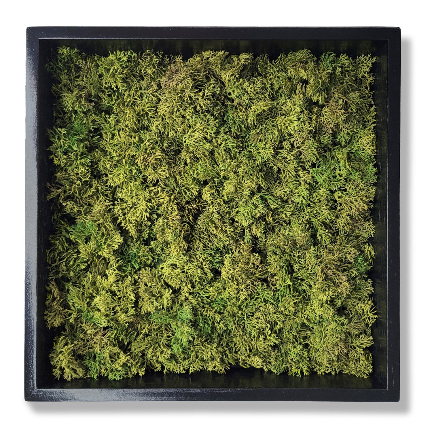 Green Wall, Mini Textured Moss 1 By Gold Leaf | Wall Art | Modishstore - 1