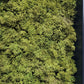 Green Wall, Mini Textured Moss 1 By Gold Leaf | Wall Art | Modishstore - 4