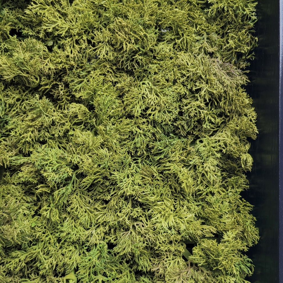 Green Wall, Mini Textured Moss 1 By Gold Leaf | Wall Art | Modishstore - 4