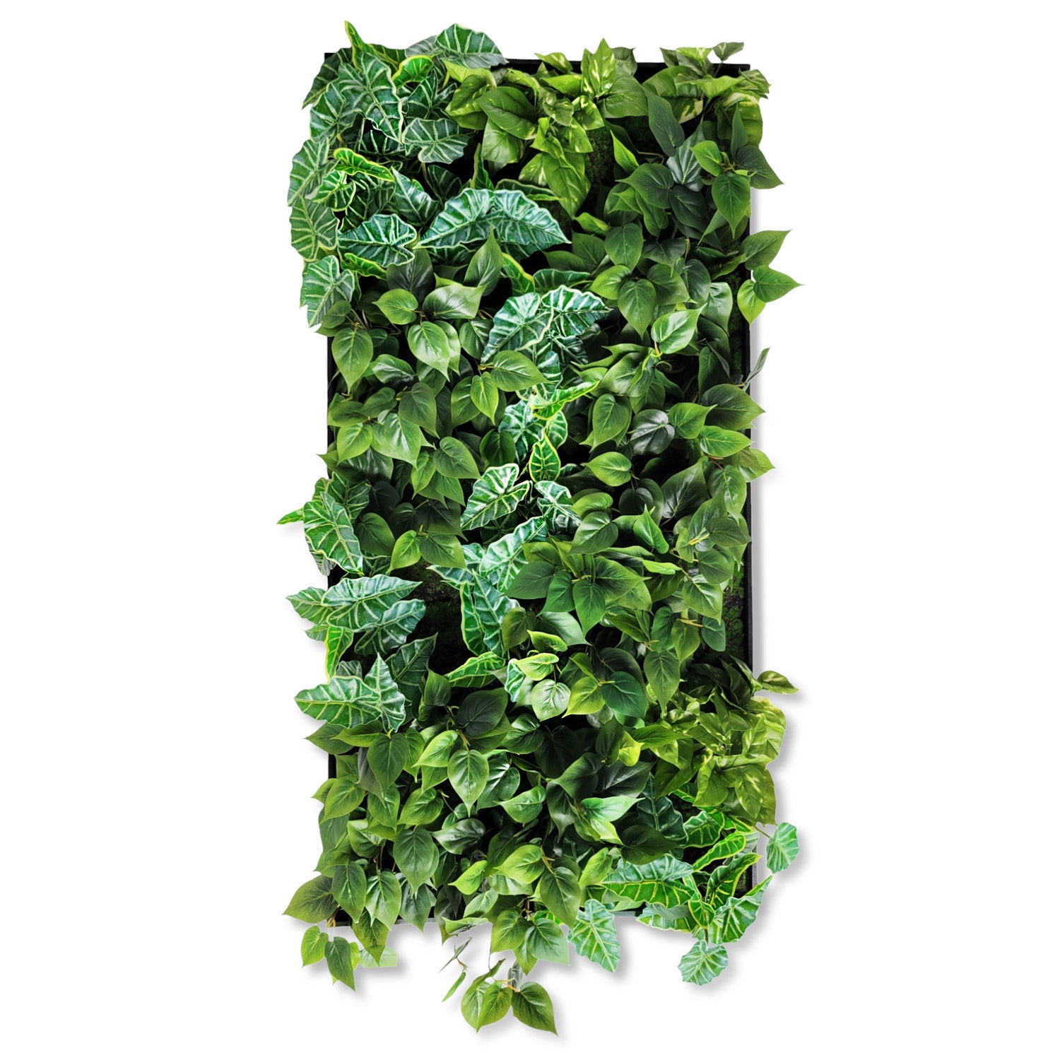 Green Wall, Trailing Mix #3 By Gold Leaf | Wall Art | Modishstore - 1