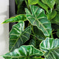 Green Wall, Trailing Mix #3 By Gold Leaf | Wall Art | Modishstore - 2