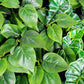 Green Wall, Trailing Mix #3 By Gold Leaf | Wall Art | Modishstore - 3