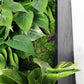 Green Wall, Trailing Mix #3 By Gold Leaf | Wall Art | Modishstore - 4