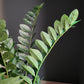 ZZ Plant in Harmony Planter MD, Grey Matte By Gold Leaf | Planters, Troughs & Cachepots | Modishstore - 4