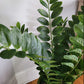 ZZ Plant in Cascade Planter, Black Satin By Gold Leaf | Planters, Troughs & Cachepots | Modishstore - 3