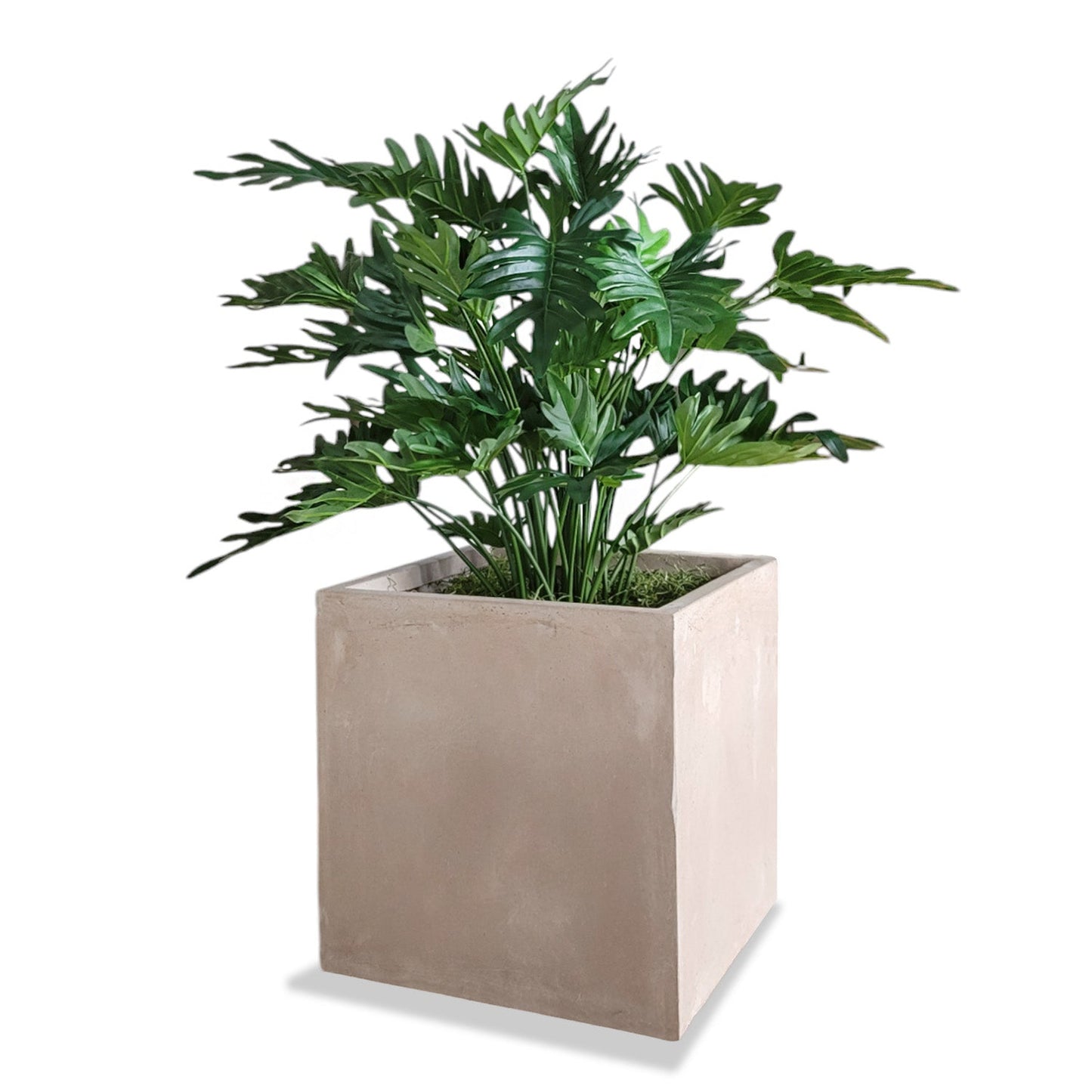 Philodendron 38”H in Square Urbano, SM By Gold Leaf | Planters, Troughs & Cachepots | Modishstore - 2