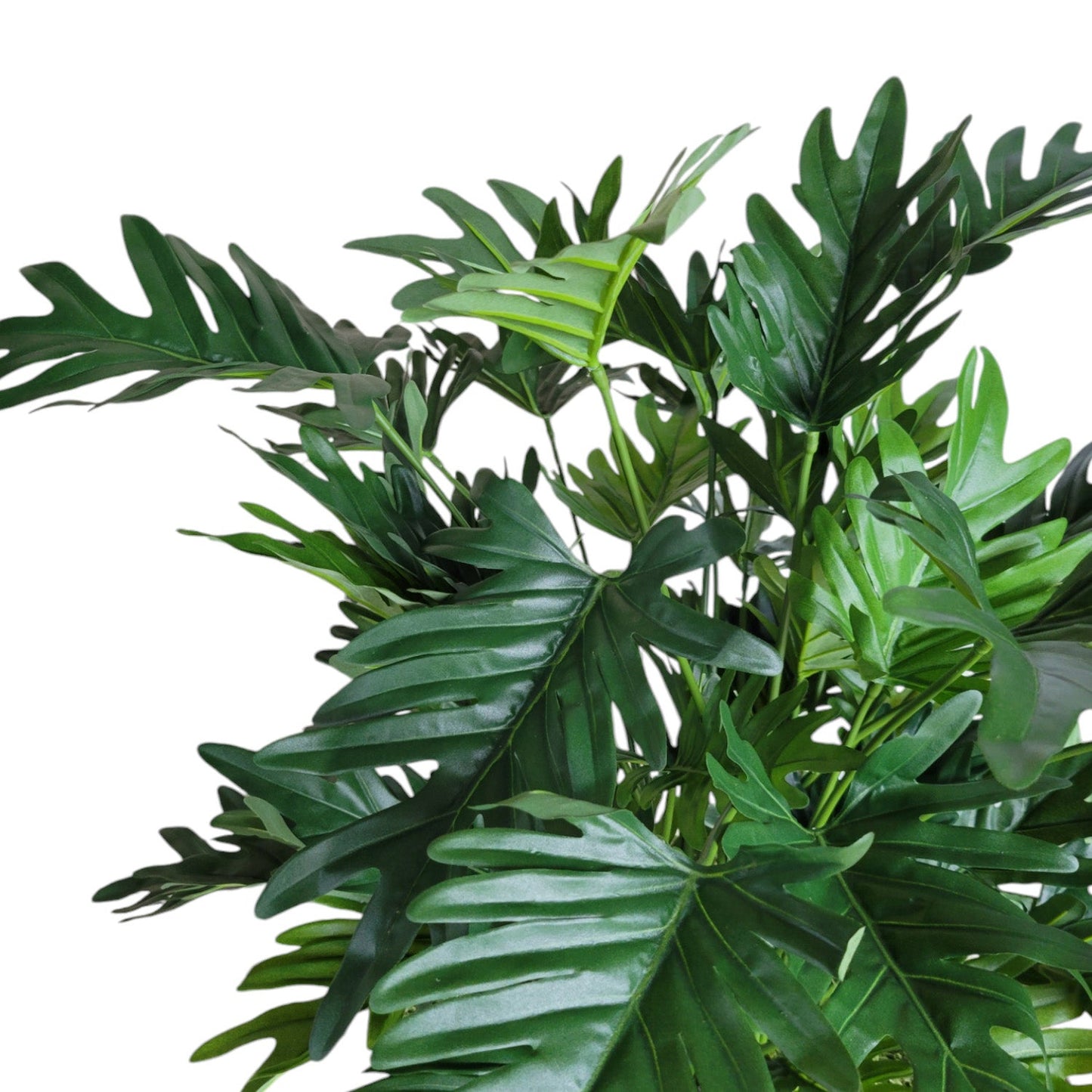 Philodendron 38”H in Square Urbano, SM By Gold Leaf | Planters, Troughs & Cachepots | Modishstore - 3