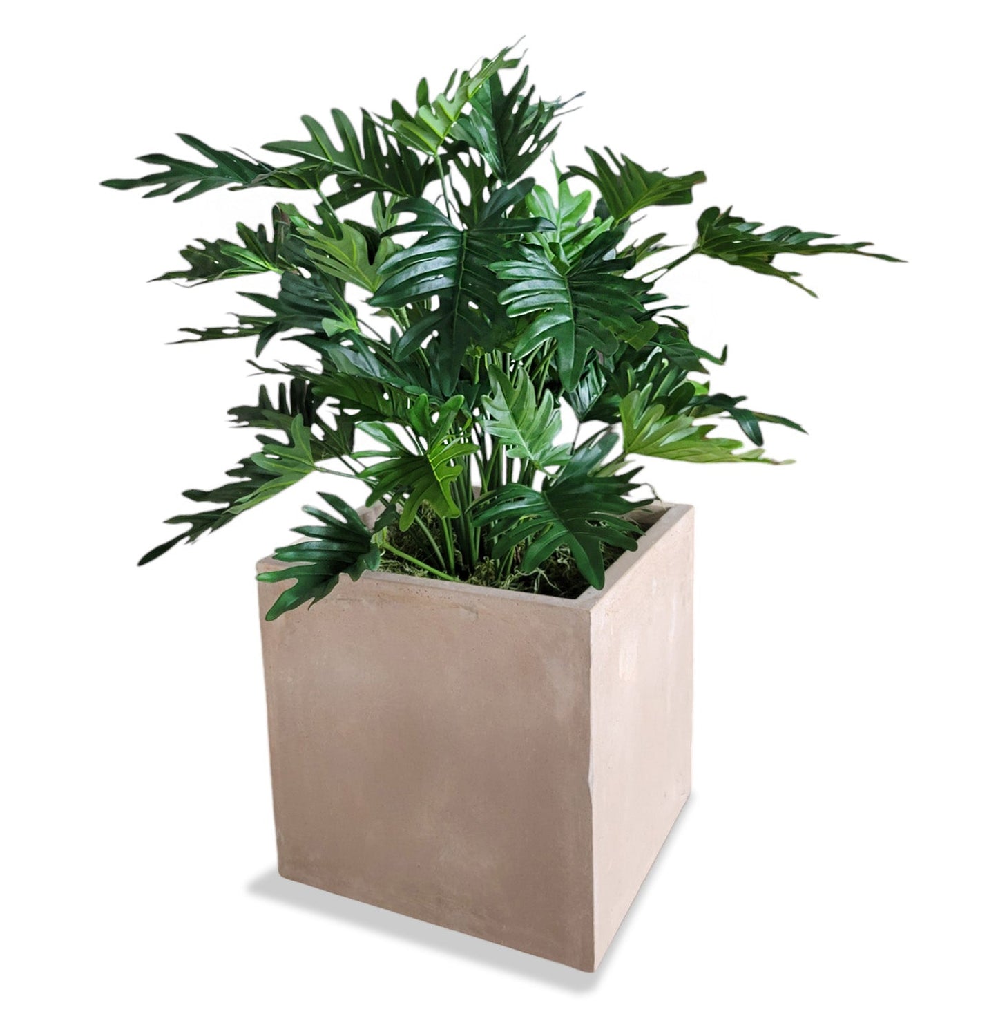 Philodendron 38”H in Square Urbano, SM By Gold Leaf | Planters, Troughs & Cachepots | Modishstore - 6