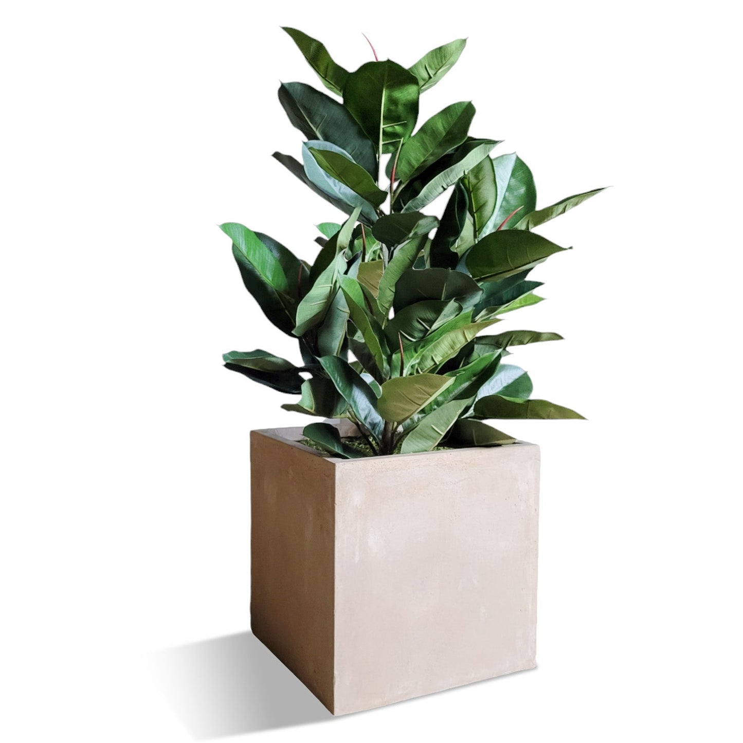 Rubber Tree Green in Square Urbano, SM By Gold Leaf | Planters, Troughs & Cachepots | Modishstore - 2