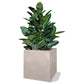 Rubber Tree Green in Square Urbano, SM By Gold Leaf | Planters, Troughs & Cachepots | Modishstore - 3
