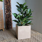 Rubber Tree Green in Square Urbano, SM By Gold Leaf | Planters, Troughs & Cachepots | Modishstore - 6