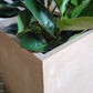 Rubber Tree Green in Square Urbano, SM By Gold Leaf | Planters, Troughs & Cachepots | Modishstore - 5