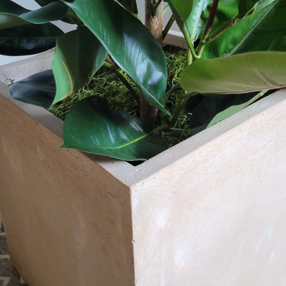 Rubber Tree Green in Square Urbano, SM By Gold Leaf | Planters, Troughs & Cachepots | Modishstore - 5