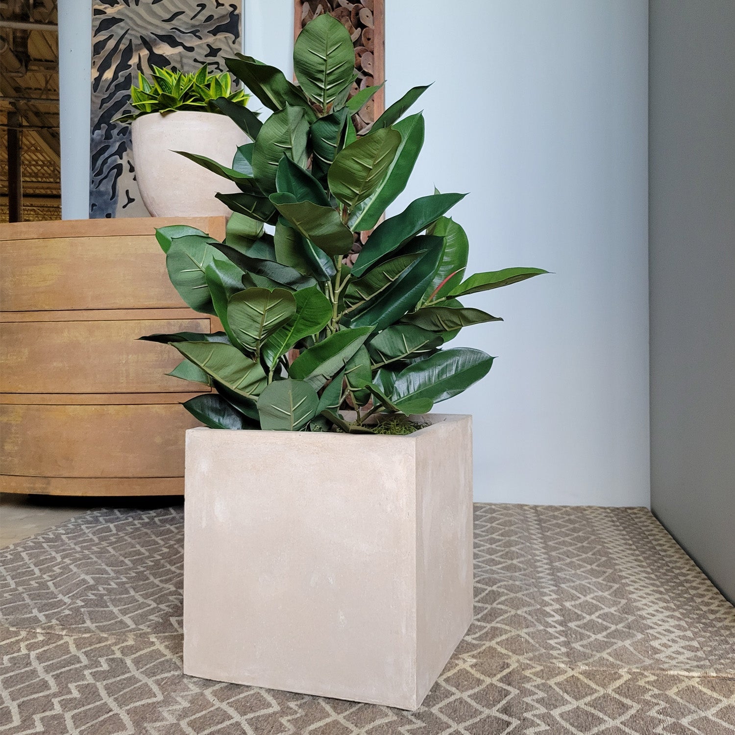 Rubber Tree Green in Square Urbano, SM By Gold Leaf | Planters, Troughs & Cachepots | Modishstore - 1